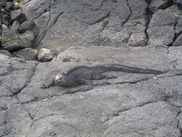 Land Iguana - free image