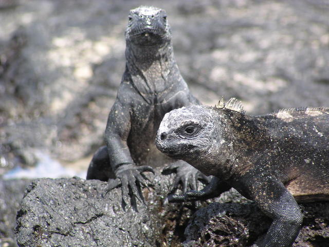 Land Iguana - free image