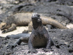 Land Iguana