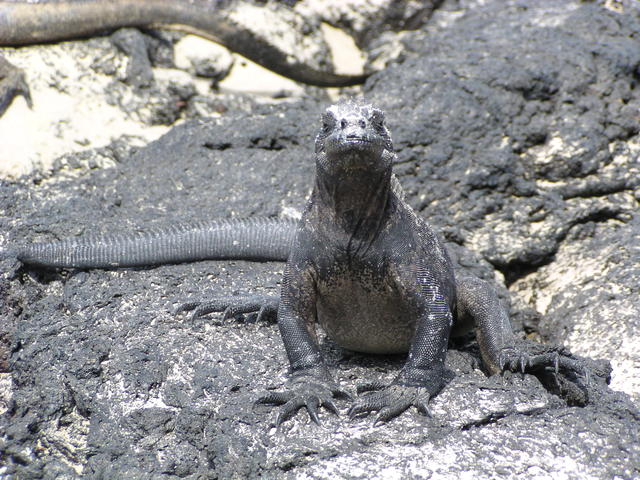 Land Iguana - free image