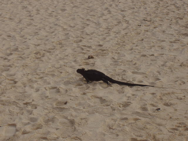 Land Iguana - free image