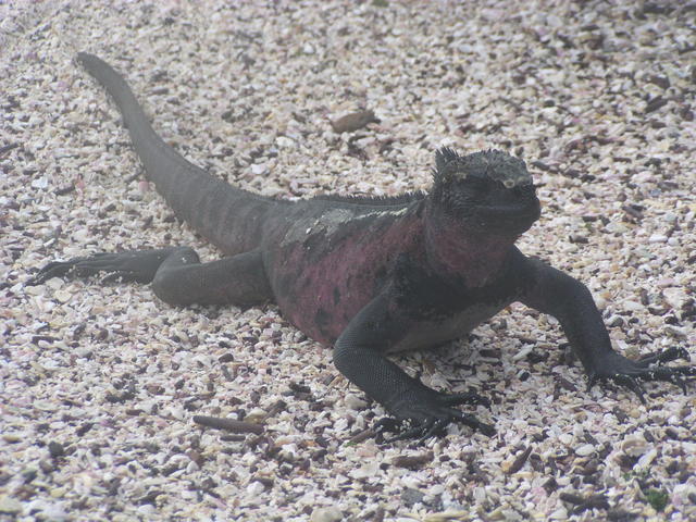 Land Iguana - free image