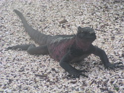 Land Iguana