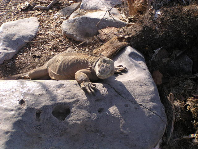 Land Iguana - free image