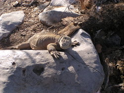 Land Iguana