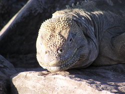 Land Iguana