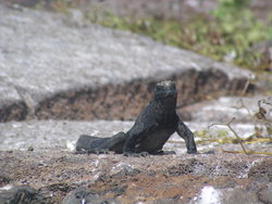 Land Iguana