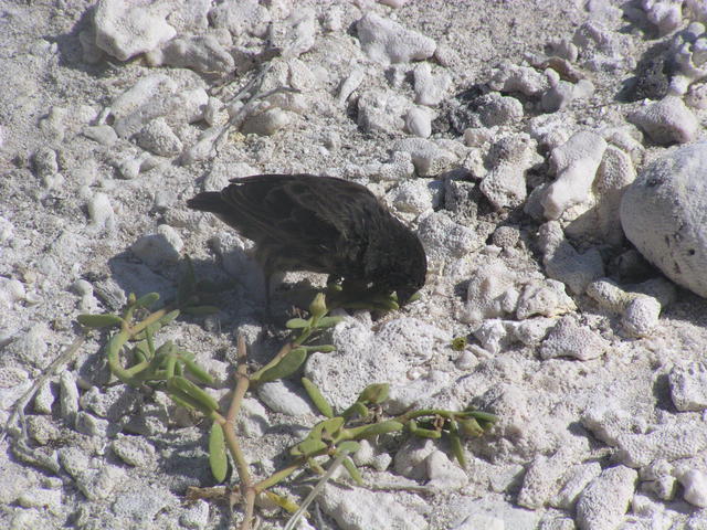 Large Cactus Finch - free image