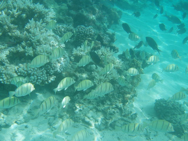Large group of fishes swimmimg in water - free image