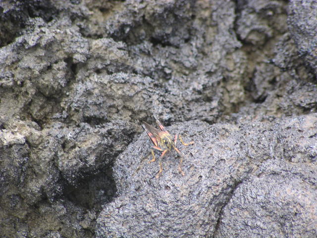 large painted locust - free image