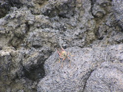 large painted locust