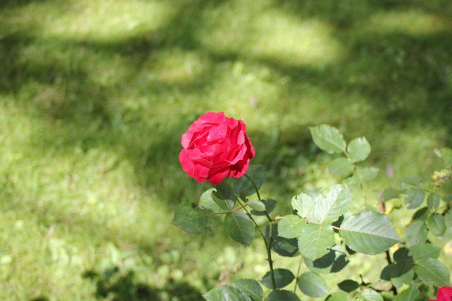 Large Pink rose - free image