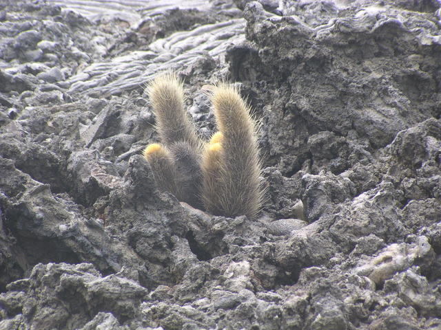 Lava Cactus - free image