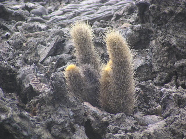 Lava cactus - free image