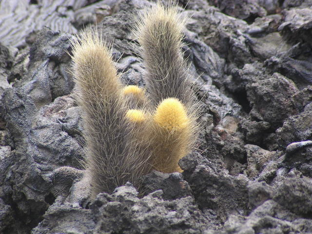 Lava cactus - free image