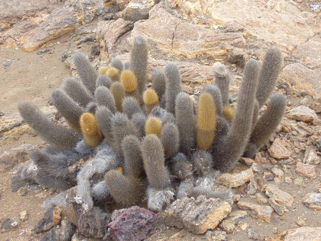 Lava Cactus - free image