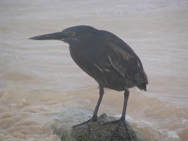 lava heron - free image