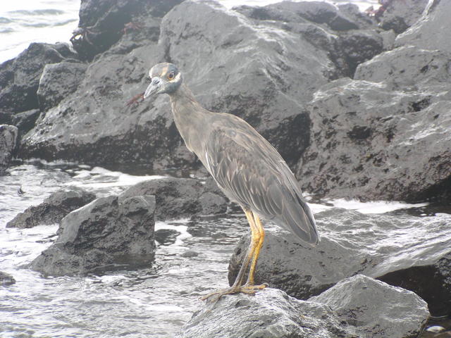 lava heron - free image