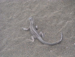 Lava Lizard