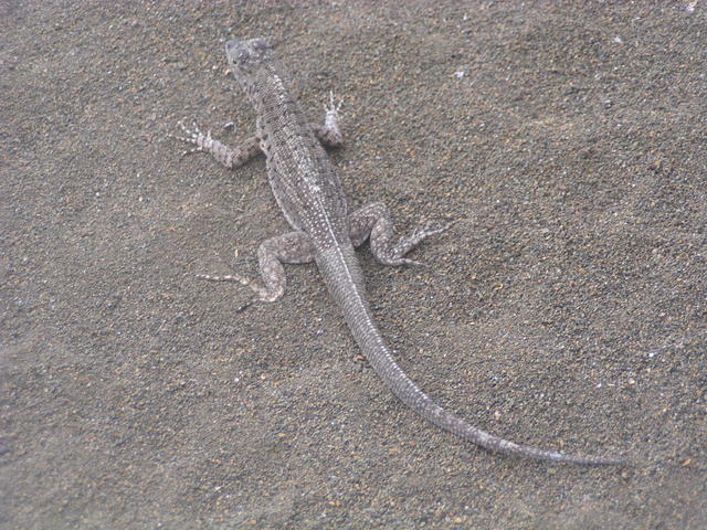 Lava lizard - free image