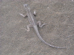 Lava lizard