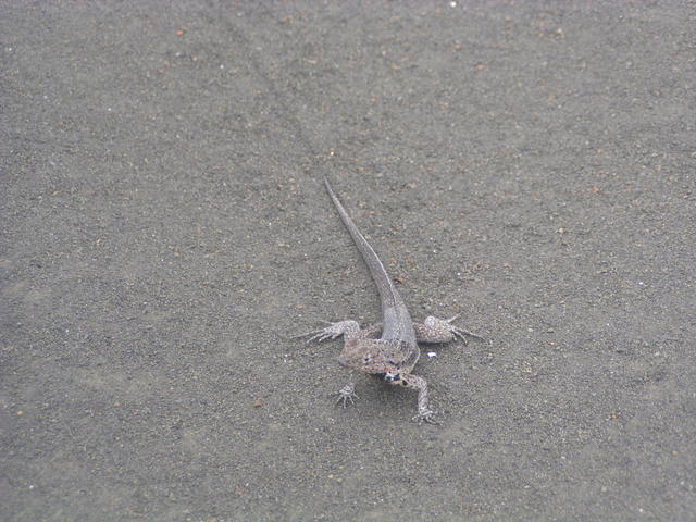 lava Lizard - free image