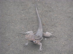 Lava lizard