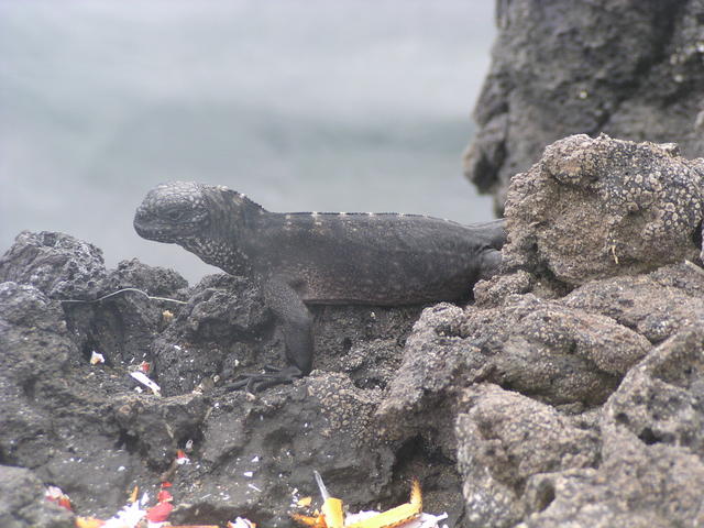 Lava Lizard - free image