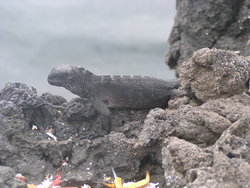 Lava Lizard