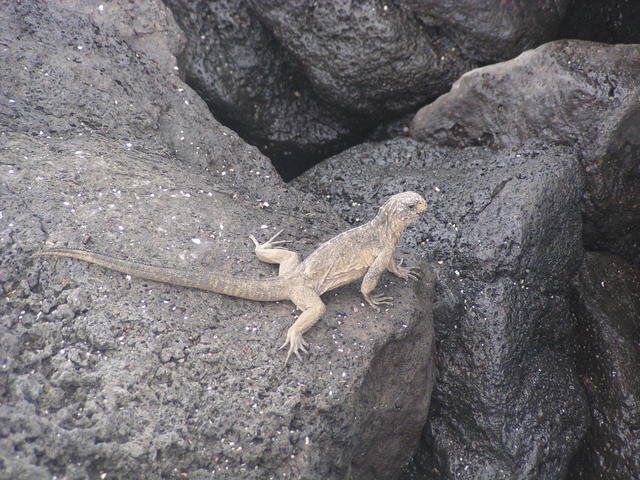 lava lizard - free image