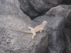 lava lizard