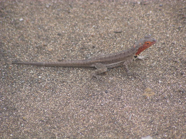 lava lizard - free image