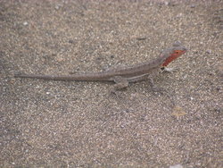 lava lizard