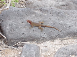 Lava Lizard