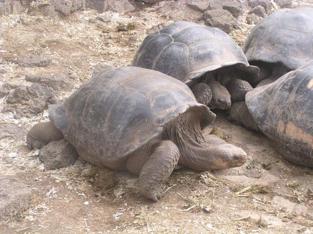 lazy cuddling turtles - free image