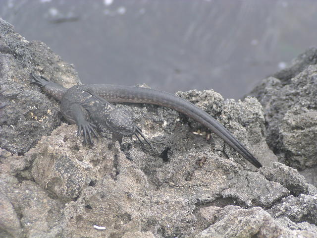 lazy iguana - free image