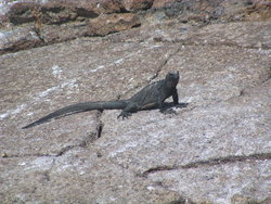 lazy iguana