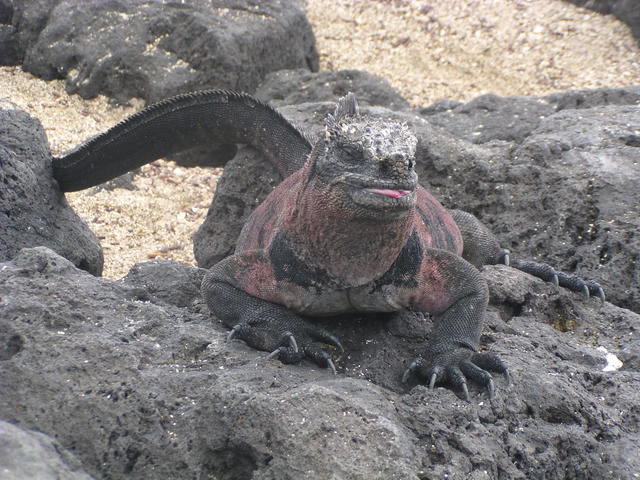 lazy marine iguana - free image