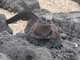 lazy marine iguana