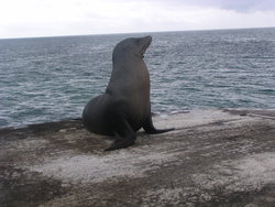 lazy seal