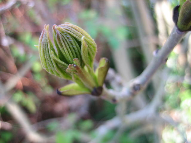 leaf bud - free image