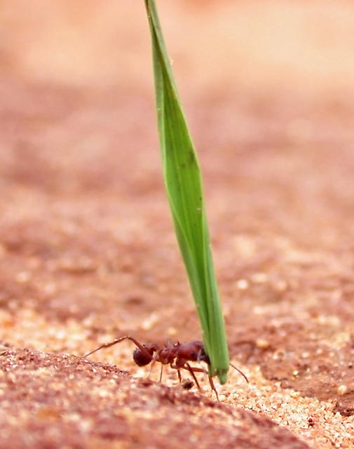 Leafcutter ant - free image