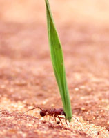 Leafcutter ant