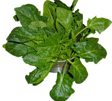 leafy spinach