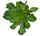 leafy spinach