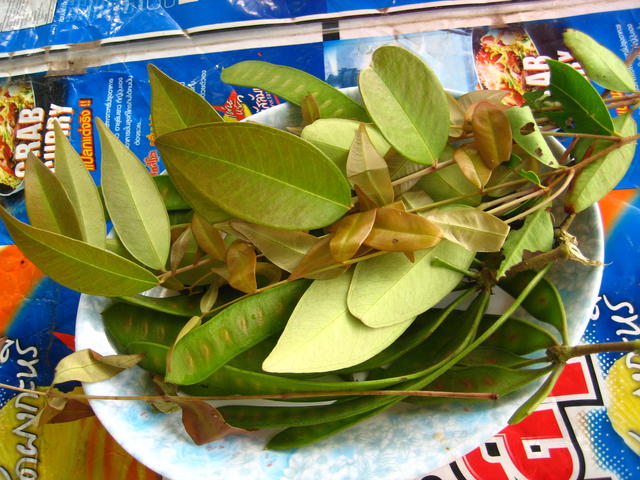 leaves - free image