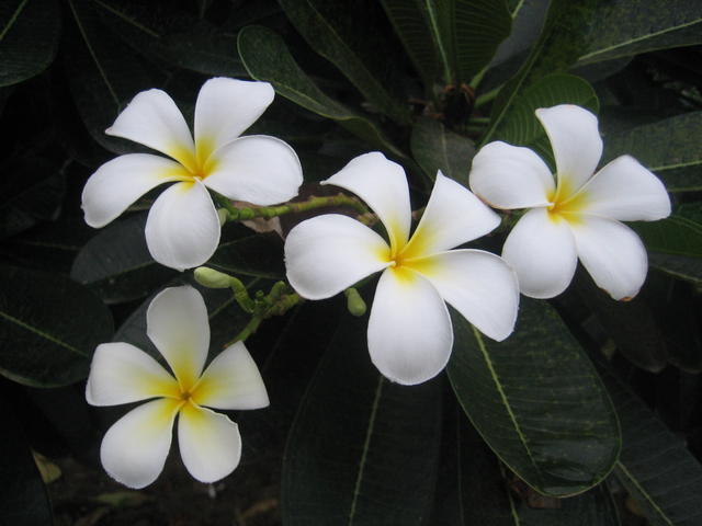 Leelawadee Flower - free image