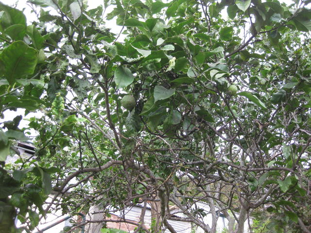 lemon tree - free image