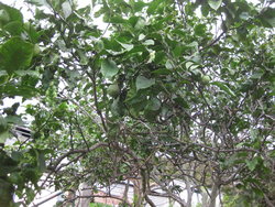 lemon tree