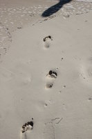 line of footsteps